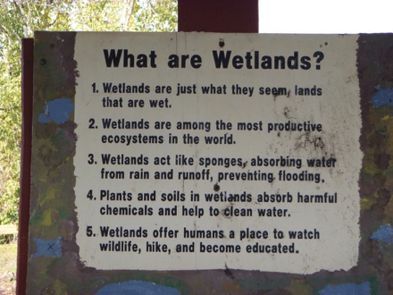 Sign – “What are wetlands?” – lands that are wet – productive ecosystem – absorb water/chemicals – watch wildlife